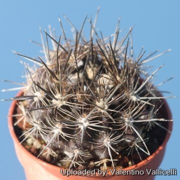 Eriosyce subgibbosa var. litoralis