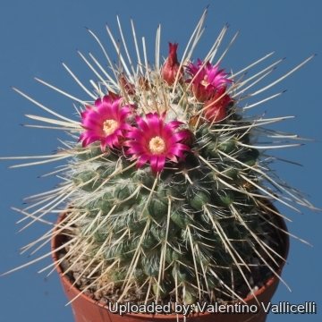 Mammillaria compressa