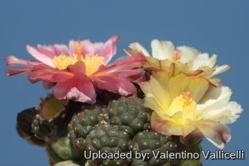 Maihueniopsis bonnieae cv. Inermis