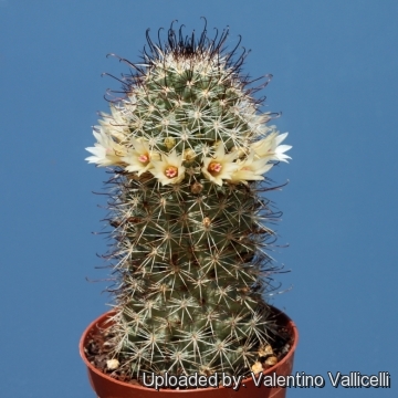 Mammillaria phitauiana