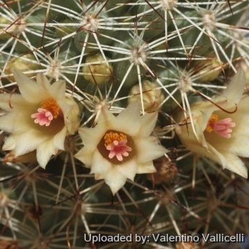 Mammillaria phitauiana