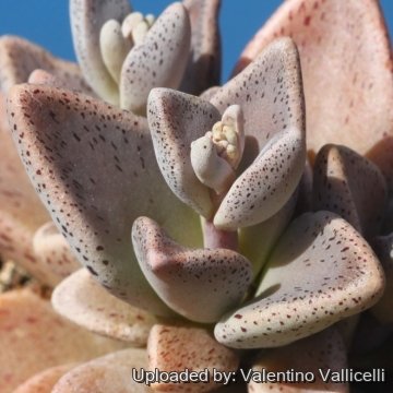 Lenophyllum guttatum