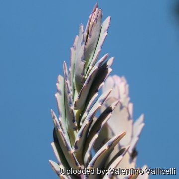 Kalanchoe fedtschenkoi