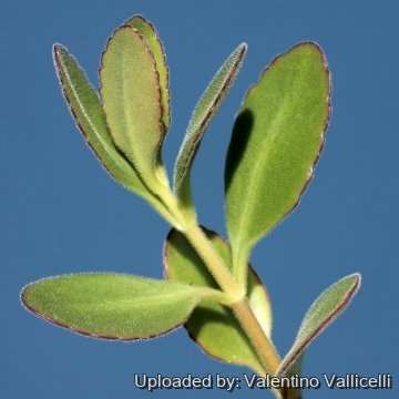 Kalanchoe rebmannii