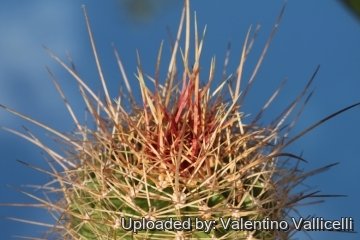 Ferocactus reppenhagenii