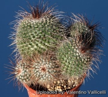 Mammillaria varieaculeata
