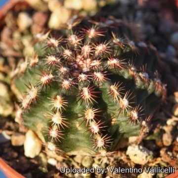 Echinocereus viridiflorus var. montanus