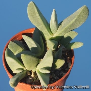 Cheiridopsis robusta