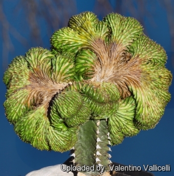 Euphorbia obesa f. cristata