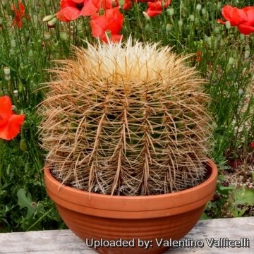 Echinocactus grusonii var. albispinus