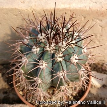 Melocactus azureus