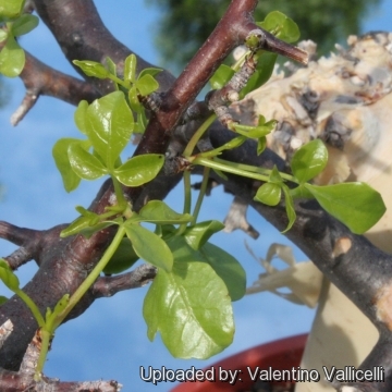 Commiphora kataf