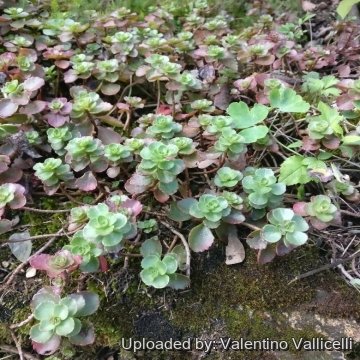 Sedum spurium