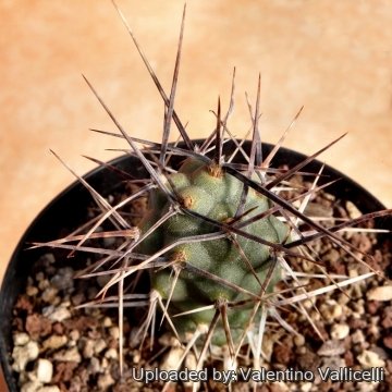 Tephrocactus aoracanthus
