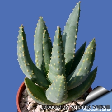 Aloe dichotoma