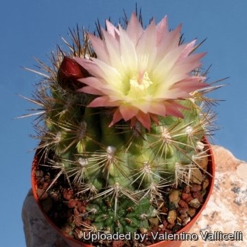 Eriosyce chilensis