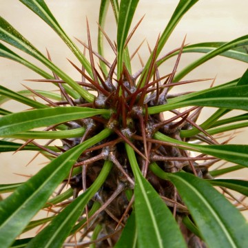 Pachypodium lamerei