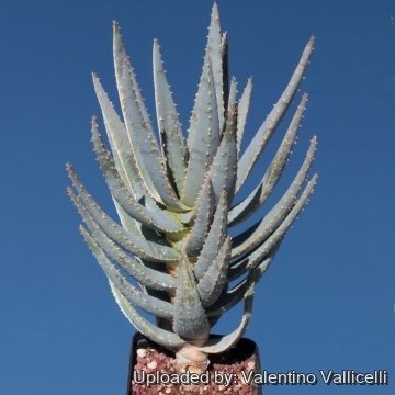 Aloe dichotoma