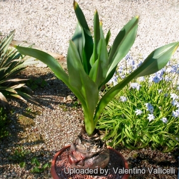 Drimia maritima