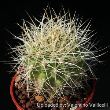 Pyrrhocactus andicola