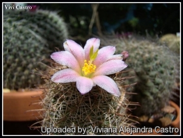 Mammillaria angelensis