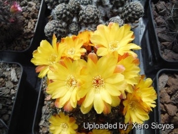 Rebutia steinbachii