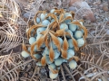 Cycas furfuracea. ( Kimbolton). Growing in the collection of Jurassic Cycad Gardens.