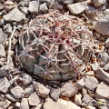 Young specimen in habitat. Mexico.