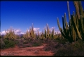 San Josè, Guaiamas, Sonora, mexico.