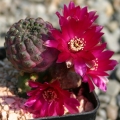 Sulcorebutia (Rebutia) rauschii