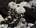 Habit on basalt rocks near Rio Agrio, Neuquén province, Argentina.