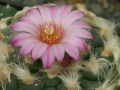 Rebutialand cactus collection Demjén, Hungary.