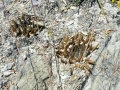 Ariocarpus trigonus v. elongatus, Near La Reforma, Tamaulipas.