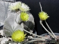 A. Myriostigma and A. caput-medusae  flowers. Photo kindly provided by Manuel Nevarez de los Reyes