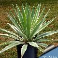 Agave angustifolia (Caribbean Agave)