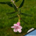 The flowers appear with the leaves from June to December at the tips of the branches.