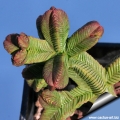 The flat, triangular leaves are pressed close together in four rows.