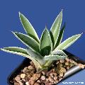 Agave potatorum cv. Kichijokan (young specimen)