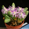 Gibbaeum shandii Kareevlakte.