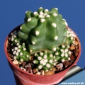 E. triglochidiatus var mohavensis ''inermis''