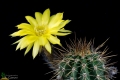 Echinopsis aurea v. fallax GC403.04  East of Los Colorados, La Rioja, Argentina, 590m.