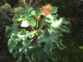 Flowers and leaves at Hilo Airport, Hawaii (USA). July 19, 2012.