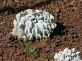 Habit at Enchanting Floral Gardens of Kula, Maui, Hawaii (USA). March 01, 2012.