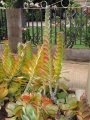 Flowering habit at Lahaina, Maui, Hawaii (USA). July 13, 2009.