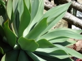 Habit at Makawao, Maui, Hawaii, USA. May 01, 2008.