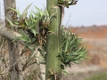 Bulbils (plantlets) on the inflorescence at La Perouse, Maui, Hawaii, USA. January 24, 2007.