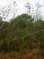 Flowering habit at Kanaha Beach, Maui, Hawaii, USA. July 24, 2003.