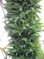 Fruiting stalk with bulbils at Enchanting Floral Gardens of Kula, Maui, Hawaii, USA. March 12, 2012.