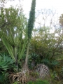 Fruiting habit with bulbils at Enchanting Floral Gardens of Kula, Maui, Hawaii, USA. March 12, 2012.