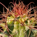 (hybrid Ferocactus emoryi x Ferocactus wislizenii)